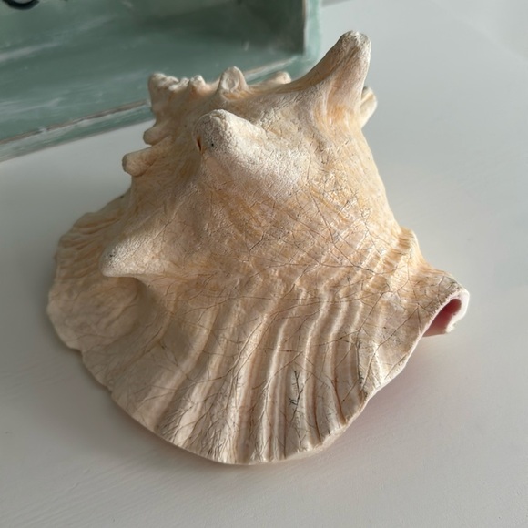 Queen Conch Shell Pink Interior Nautical Beach Decor Natural Sculpture - Picture 4 of 11